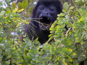 A howler monkey visits the trees on the lake side of the reatuarant.